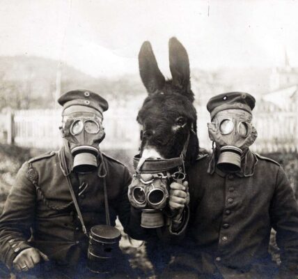 Zwei deutsche Soldaten und ihr Maultier mit Gasmasken, 1916