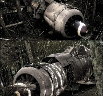 Fw 190 Found in Woods: Uncovering the Greatest WW2 Relic