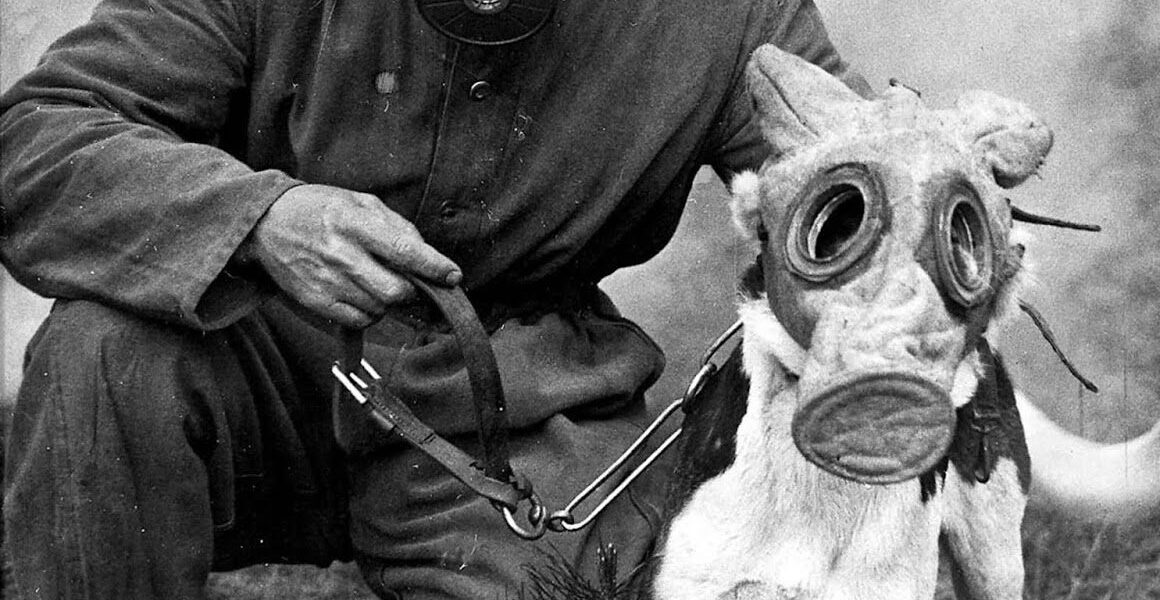 Seltene Fotografien von Kriegshunden mit Gasmasken, 1915-1970