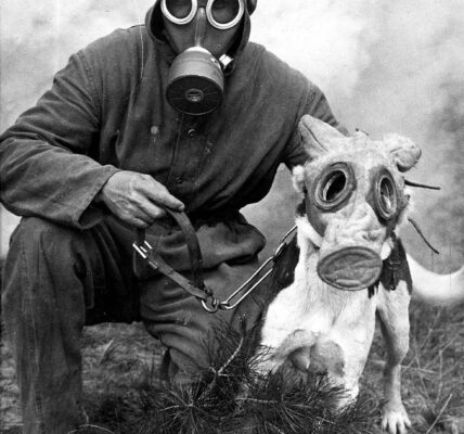 Seltene Fotografien von Kriegshunden mit Gasmasken, 1915-1970