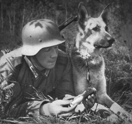 20 emotionale Vintage-Fotos fangen die Momente von Soldaten und ihren liebenswerten Haustieren im Krieg ein